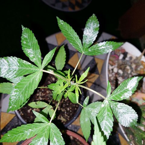 Cuca, Laura y Bertha  #1 growlog photo: Poda apical sanando