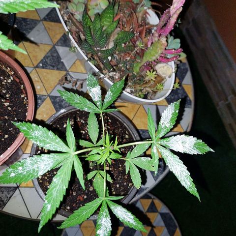 Cuca, Laura y Bertha  #1 growlog photo: Poda apical sanando