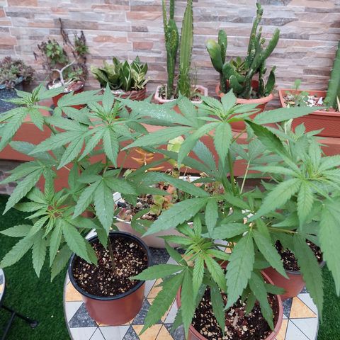Cuca, Laura y Bertha  #1 growlog timeline photo