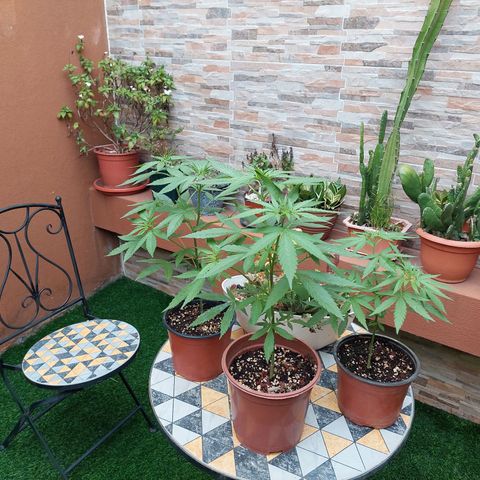 Cuca, Laura y Bertha  #1 growlog timeline photo