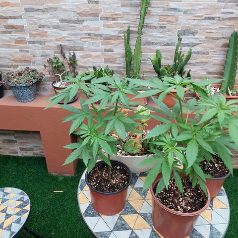 Cuca, Laura y Bertha  #1 growlog timeline photo