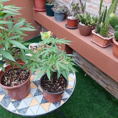Cuca, Laura y Bertha  #1 growlog timeline photo