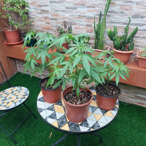 Cuca, Laura y Bertha  #1 growlog timeline photo