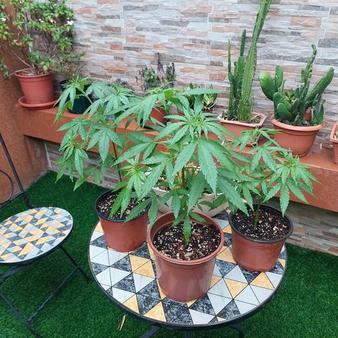 Cuca, Laura y Bertha  #1 growlog timeline photo