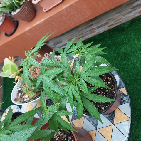 Cuca, Laura y Bertha  #1 growlog timeline photo