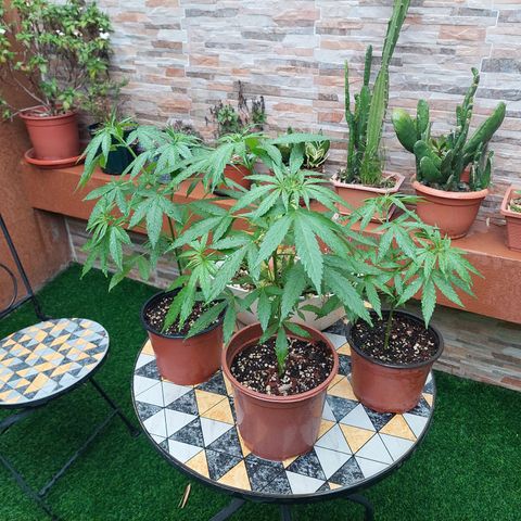 Cuca, Laura y Bertha  #1 growlog timeline photo