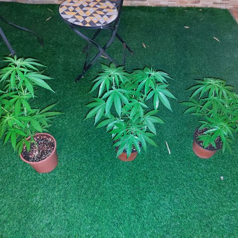 Cuca, Laura y Bertha  #1 growlog timeline photo