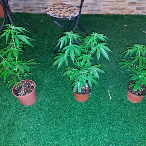 Cuca, Laura y Bertha  #1 growlog timeline photo