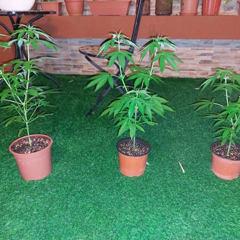 Cuca, Laura y Bertha  #1 growlog timeline photo