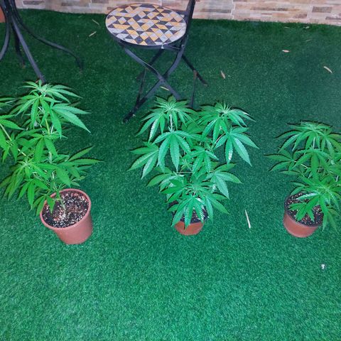 Cuca, Laura y Bertha  #1 growlog timeline photo