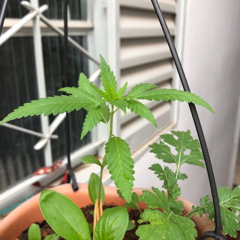 Flora  growlog timeline photo