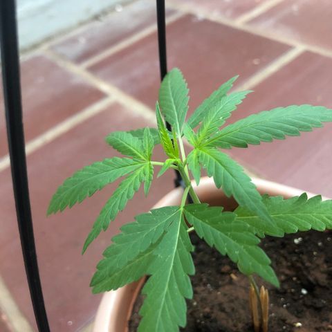Flora  growlog photo: Dia de poda top