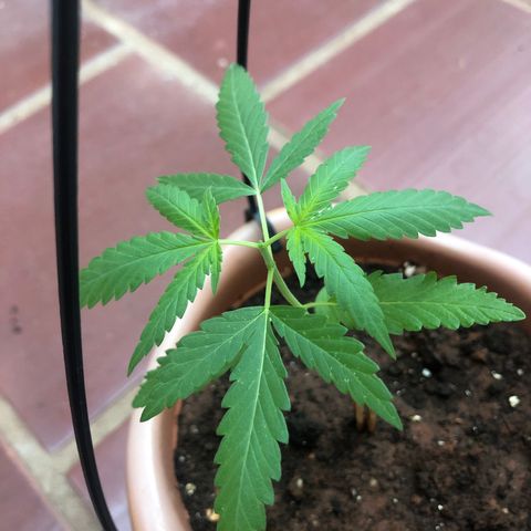Flora  growlog photo: Dia de poda top