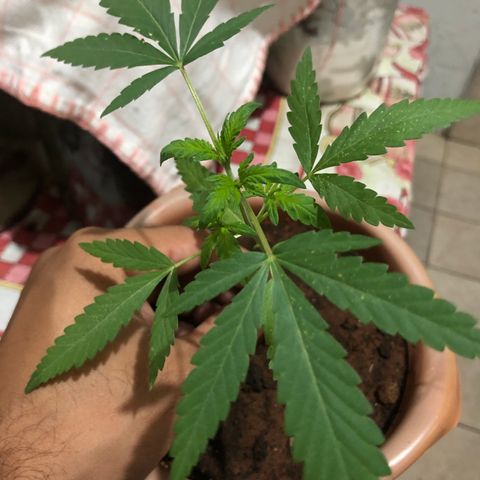 Flora  growlog timeline photo