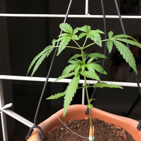 Flora  growlog timeline photo