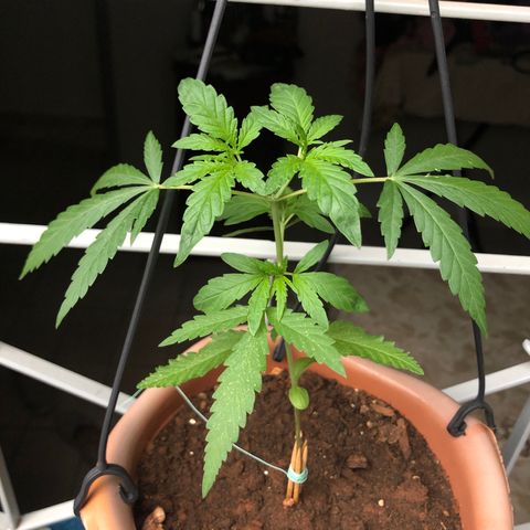 Flora  growlog timeline photo