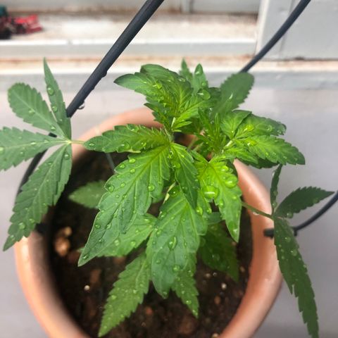 Flora  growlog photo: Pós noite de chuva 