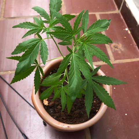 Flora  growlog timeline photo