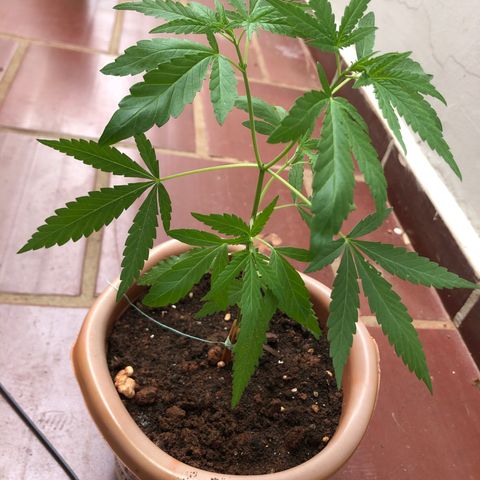 Flora  growlog timeline photo