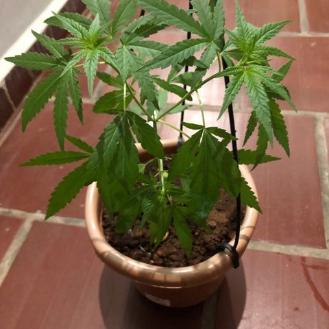 Flora  growlog timeline photo
