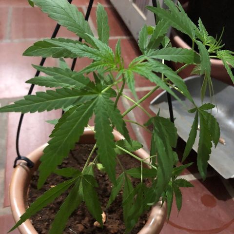 Flora  growlog timeline photo