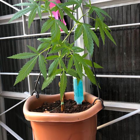 Flora  growlog photo: Aplicado fert p 15 dias 