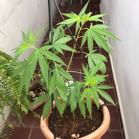 Flora  growlog timeline photo
