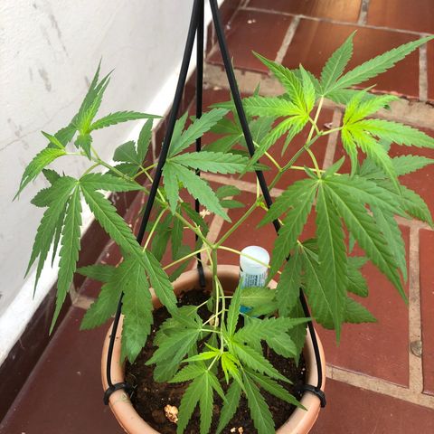 Flora  growlog photo: Pós poda top pra crescer Ramos baixos 