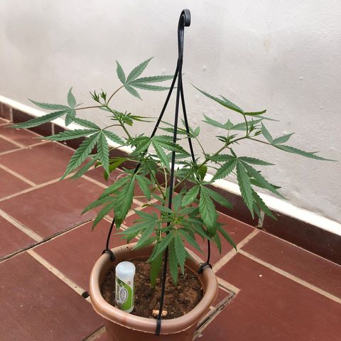 Flora  growlog timeline photo