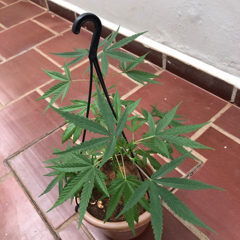 Flora  growlog timeline photo