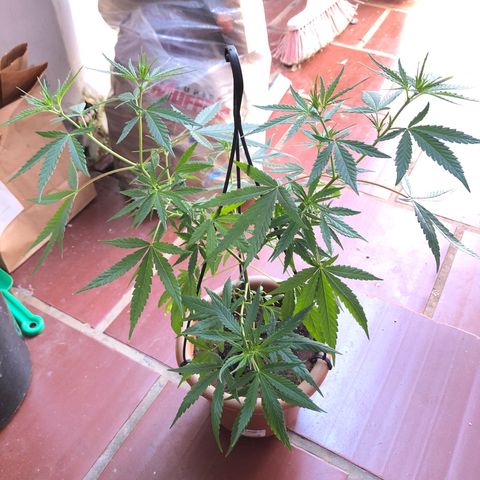 Flora  growlog timeline photo