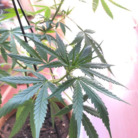 Flora  growlog timeline photo