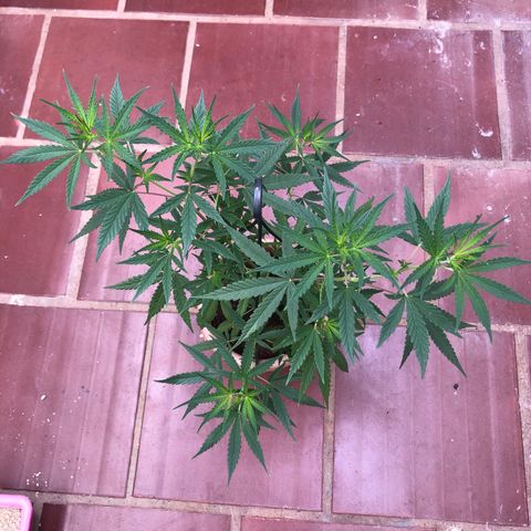 Flora  growlog timeline photo