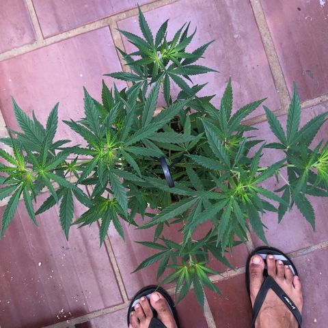 Flora  growlog timeline photo