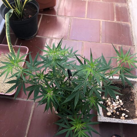 Flora  growlog timeline photo