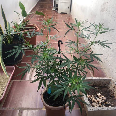Flora  growlog timeline photo