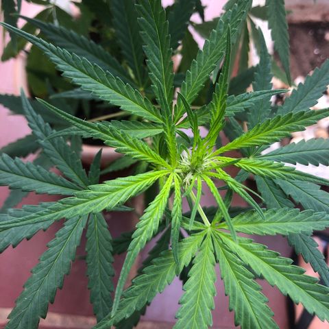 Flora  growlog timeline photo