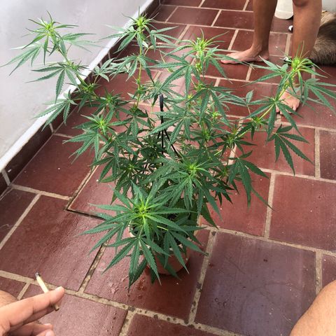 Flora  growlog photo: Aplicação de repelente contra mosca branca 
