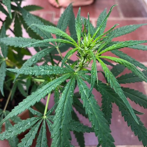 Flora  growlog photo: Aplicação de repelente contra mosca branca 