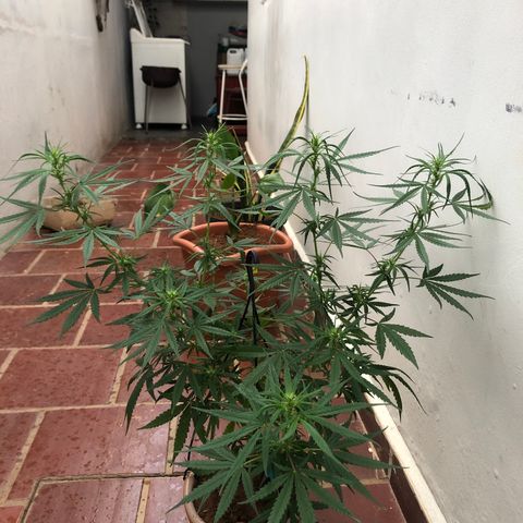 Flora  growlog timeline photo