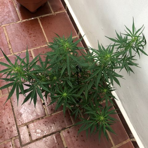 Flora  growlog timeline photo