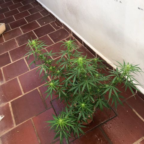 Flora  growlog photo: Repelente p mosca branca 