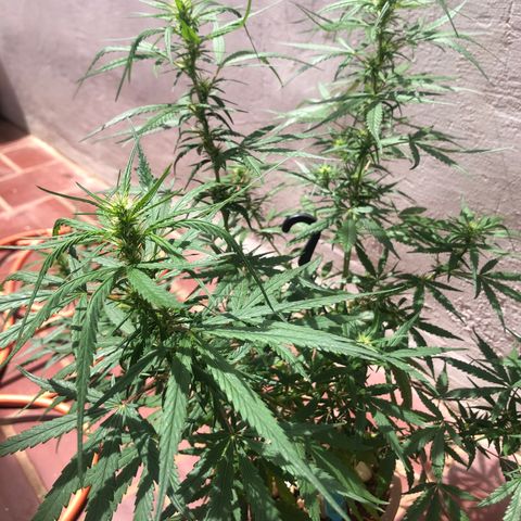 Flora  growlog timeline photo