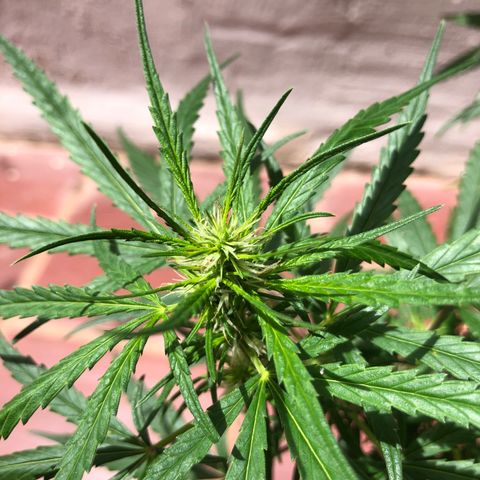 Flora  growlog timeline photo