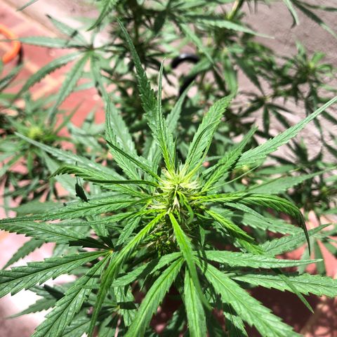 Flora  growlog timeline photo
