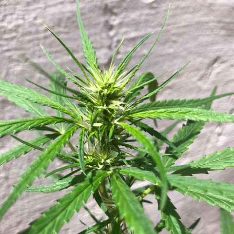 Flora  growlog timeline photo