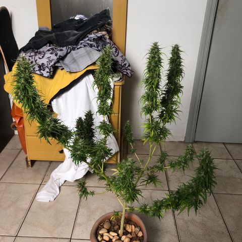 Flora  growlog photo: Dia de corte 