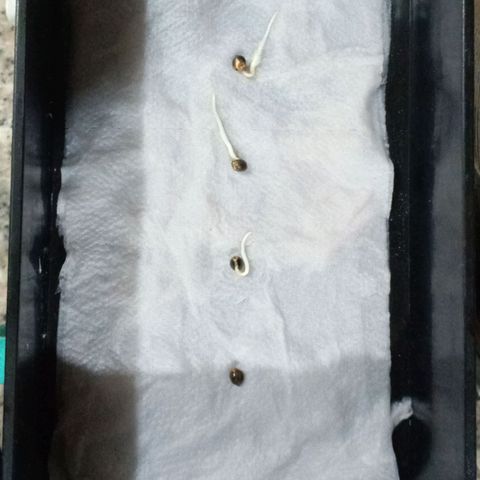 Segundo intento de germinación.  growlog timeline photo