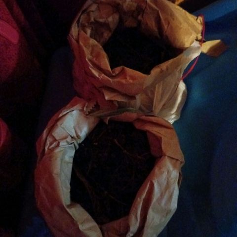 Segundo intento de germinación.  growlog photo: Se siembran 2 semillas 