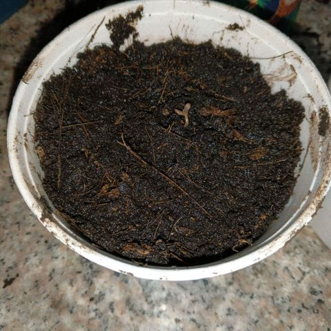 Segundo intento de germinación.  growlog timeline photo